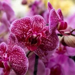 ce-que-vous-faites-de-travers-avec-votre-orchidee.webp.webp