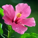 faut-il-tailler-lhibiscus-pour-lhiver-les-jardiniers-donnent-leur.webp.webp