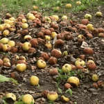 les-pommes-et-les-poires-pourries-peuvent-elles-etre-transformees-en.webp.webp